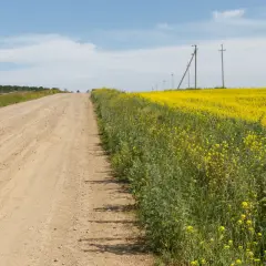 Droga gruntowa biegnie przez pola rzepaku. Służebność drogi zapewnia dostęp do tego malowniczego krajobrazu.