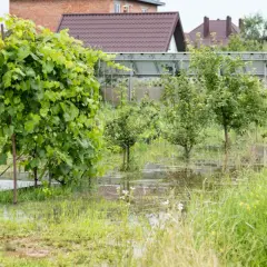 Jak znaleźć wodę na działce - skuteczne metody i porady praktyczne