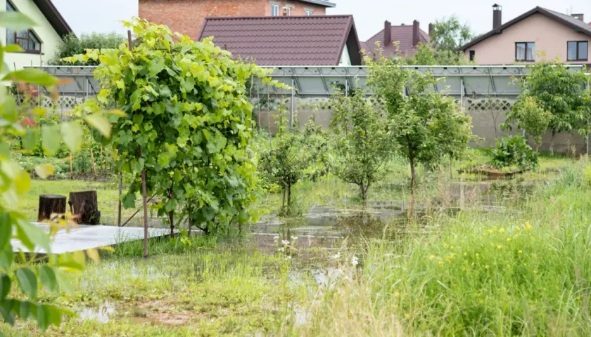 Jak znaleźć wodę na działce - skuteczne metody i porady praktyczne