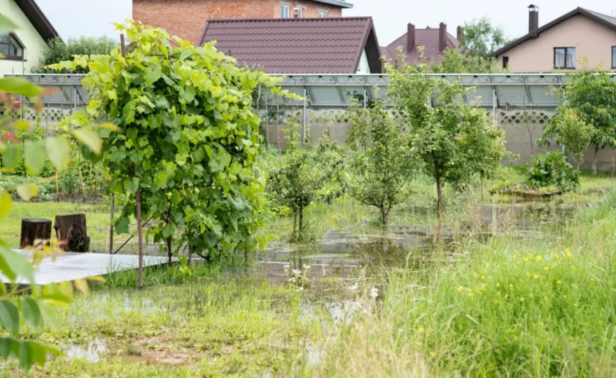 Jak znaleźć wodę na działce - skuteczne metody i porady praktyczne